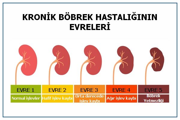 Böbrek Hastalıkları - Dr. Nilgün Eröztürk