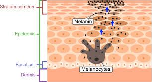 Melanositler epidermisin en alt katmanında yer alırlar. uzantıları ise epidermisin üst katmanlarına uzanır ve buralara melanin pigmenti salgılar. Melanositler hastalandığında melanin salgılayamazlar. Bu durum deride renk kaybına yol açar.