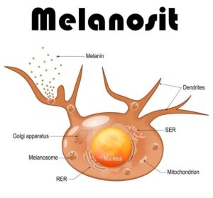 Vitiligo melanositlerin maruz kaldığı oksidatif stres sonucu oluşur. Ozonterapi ve Hidrojen terapi bu oksidatif stresi giderir.